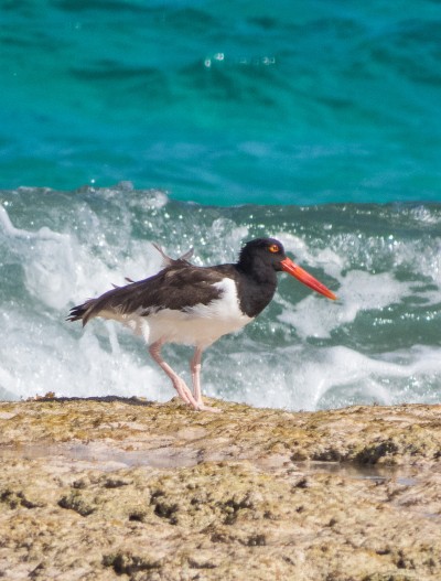 Oyster Catcher - Eleuthera