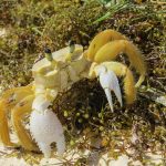 A Ghost Crab on the beach