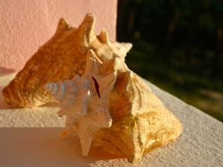 Conch shells