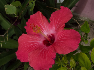 Hibiscus
