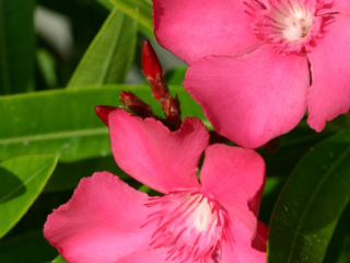Oleander