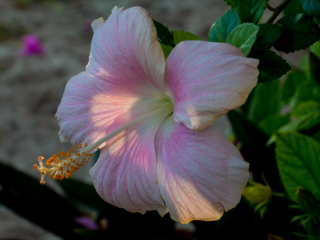 Pink Hibiscus