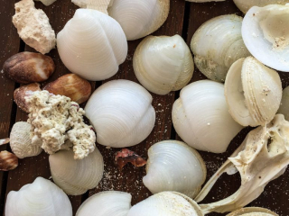 Shells